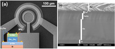 Study of GeSn Mid-infrared Photodetectors for High Frequency Applications